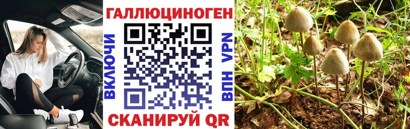 Псилоцибиновые грибы Psilocybe  Ивангород 